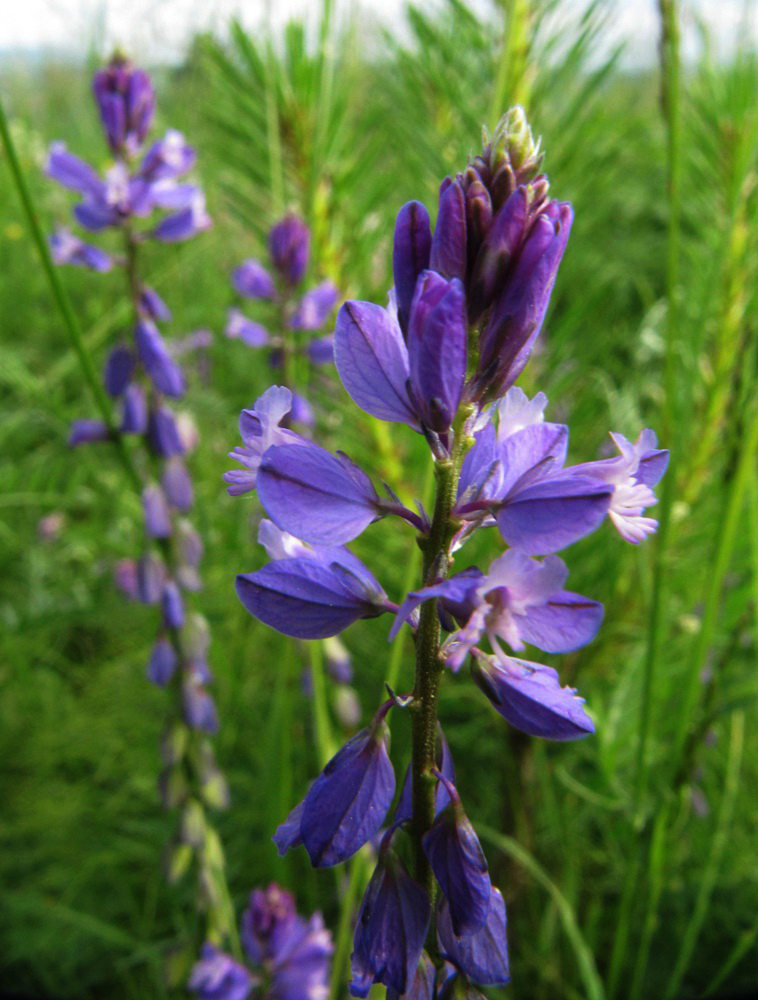 Изображение особи Polygala comosa.