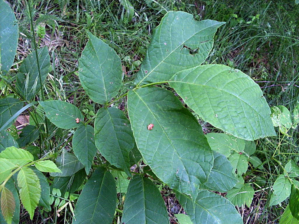 Image of genus Juglans specimen.