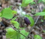 Fritillaria ruthenica. Верхушка цветущего растения. Самара, Сокольи горы, северный склон, широколиственный лес. 09.05.2009.