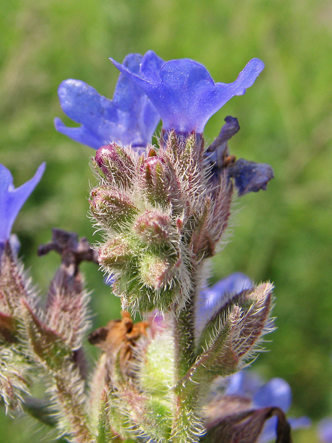 Image of Anchusa procera specimen.