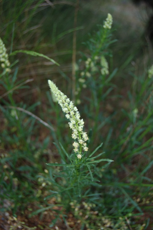 Изображение особи Reseda lutea.