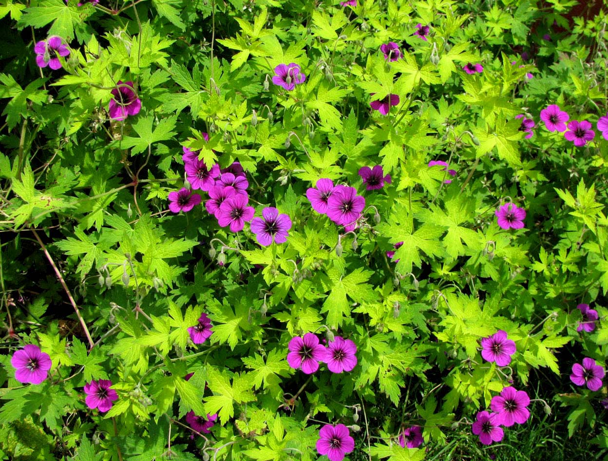 Image of Geranium psilostemon specimen.