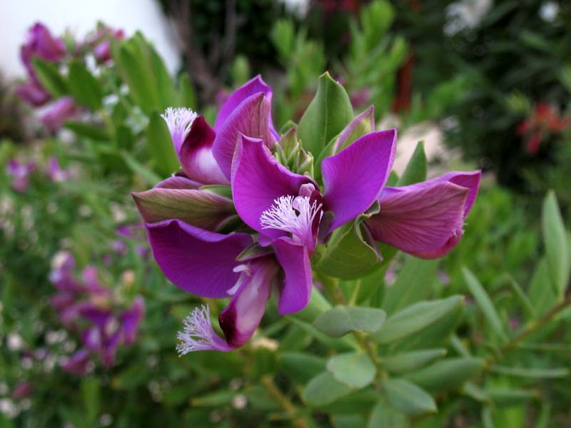 Изображение особи Polygala myrtifolia.