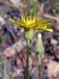 Crepis tectorum. Верхушка побега с соцветием. Свердловская обл., окр. г. Североуральск, обочина дороги, ведущая к лесным огородам. 02.08.2012.
