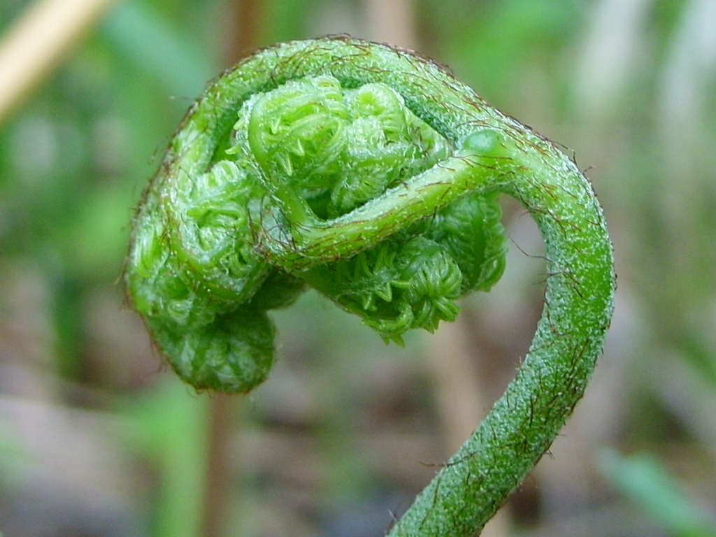 Изображение особи род Pteridium.