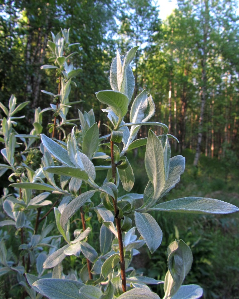 Image of Salix lapponum specimen.