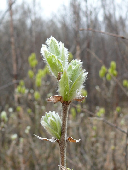 Image of Salix lanata specimen.