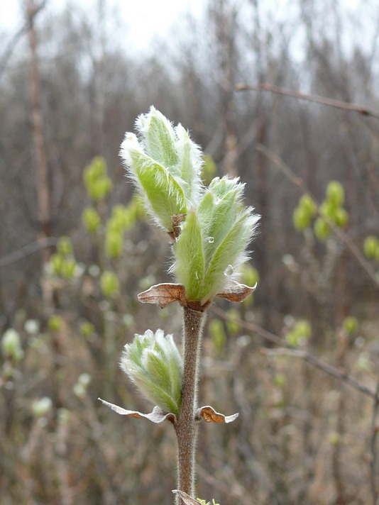 Изображение особи Salix lanata.