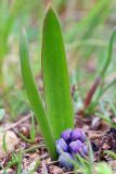 Hyacinthella pallasiana. Расцветающее растение. Ростовская обл., Неклиновский р-н, Троицкое с/п, балка. 07.04.2013.