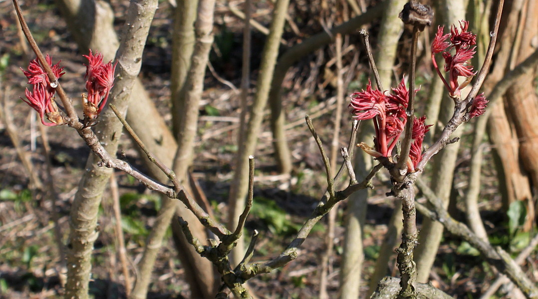 Image of Paeonia suffruticosa specimen.