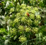Heracleum sibiricum. Соцветие. Ростовская обл., дельта Дона, Азовский р-н, пойменный луг. 20.06.2012.