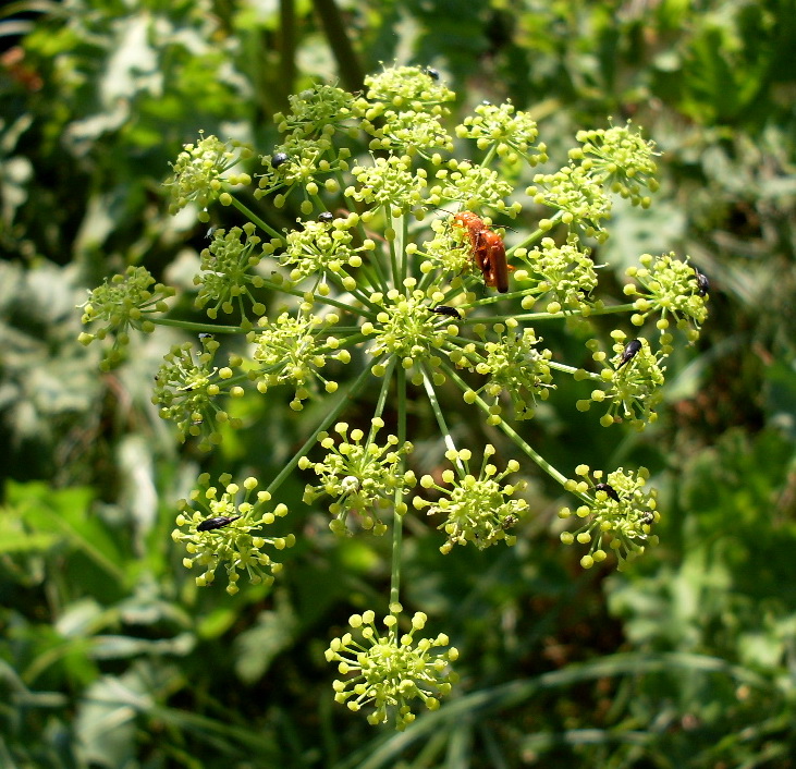 Изображение особи Heracleum sibiricum.