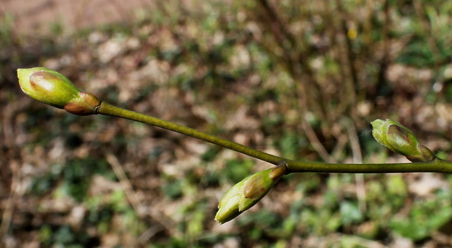 Изображение особи Tilia euchlora.