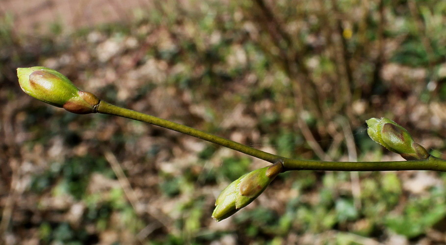 Image of Tilia euchlora specimen.