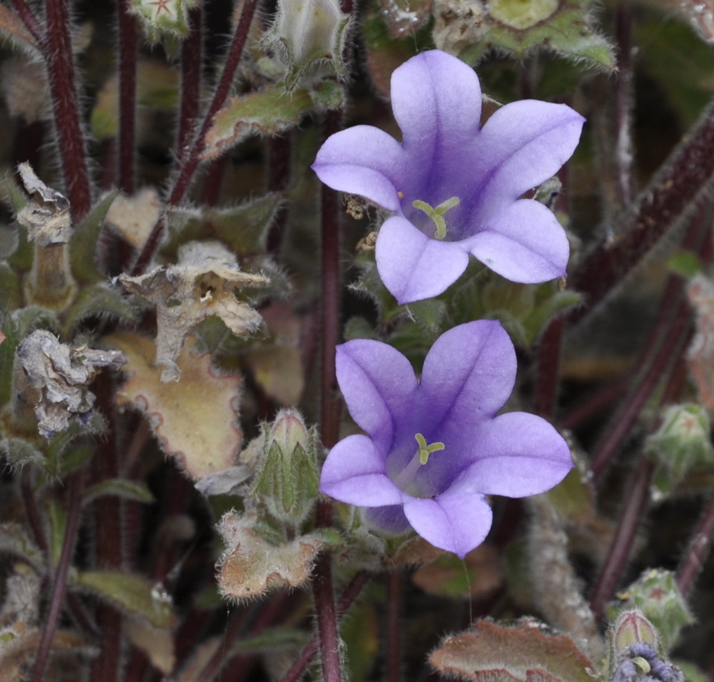 Изображение особи Campanula rupestris.