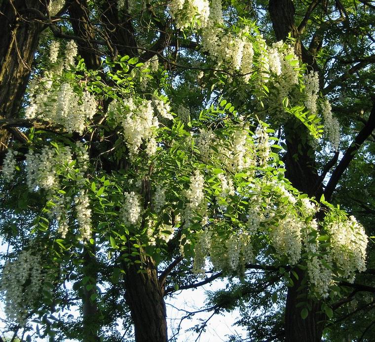 Image of Robinia pseudoacacia specimen.