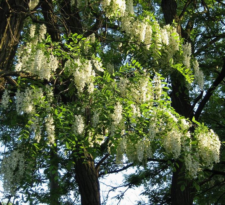 Изображение особи Robinia pseudoacacia.