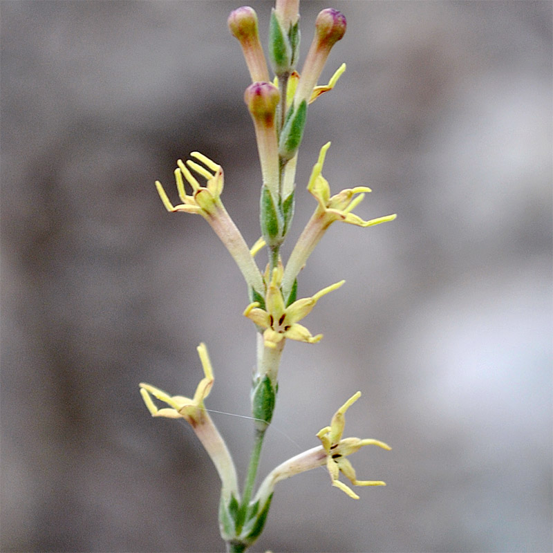 Image of Crucianella gilanica specimen.