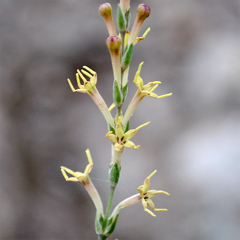 Изображение особи Crucianella gilanica.