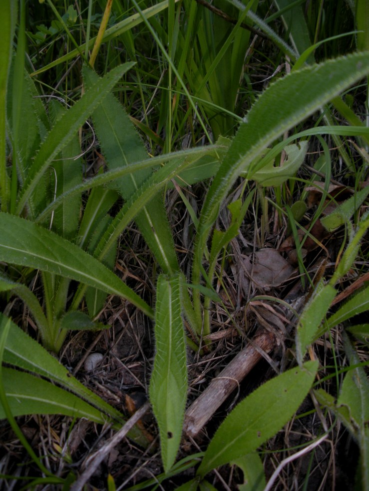 Изображение особи Cirsium pannonicum.