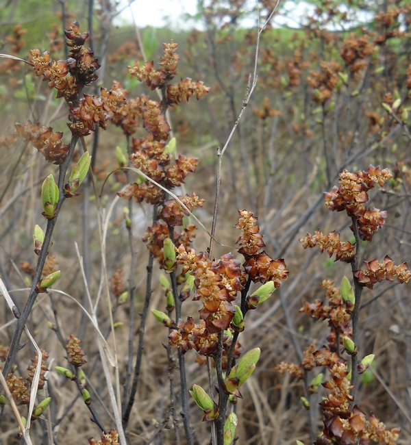 Image of Myrica tomentosa specimen.