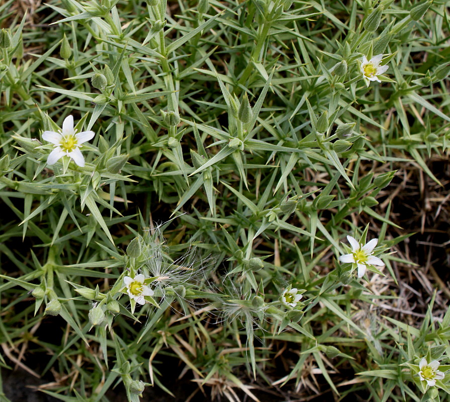 Image of genus Minuartia specimen.