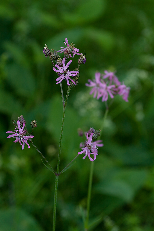 Изображение особи Coccyganthe flos-cuculi.