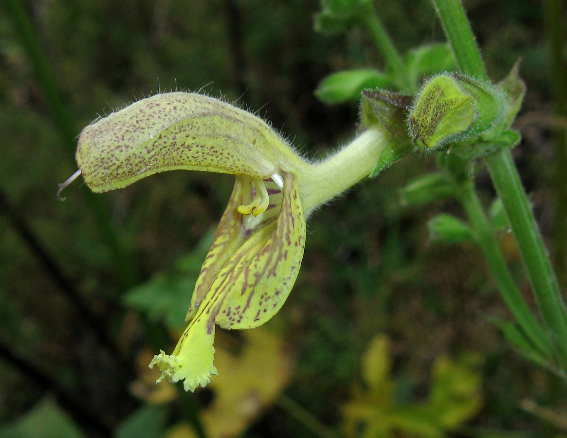 Image of Salvia glutinosa specimen.