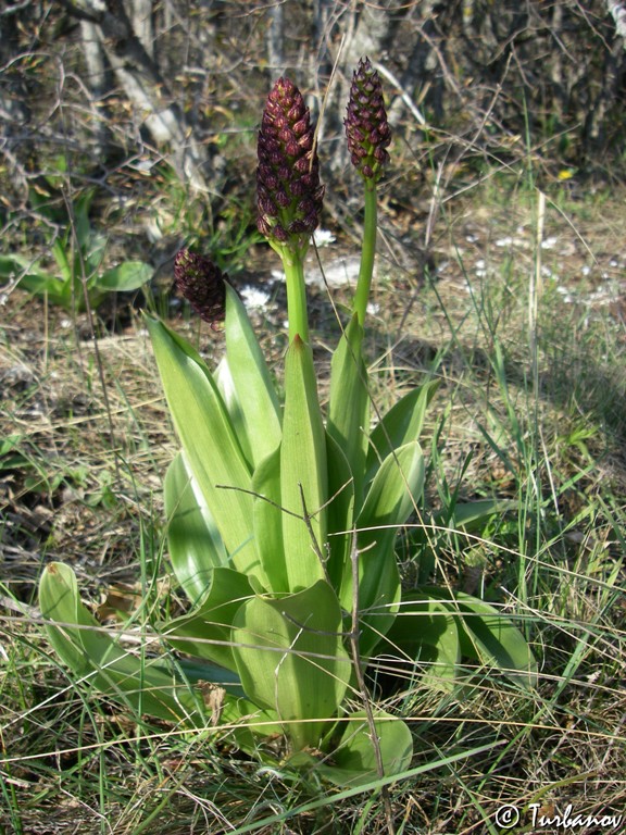 Image of Orchis purpurea specimen.