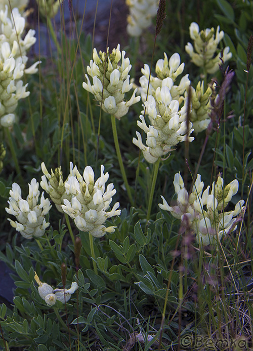 Изображение особи Astragalus follicularis.