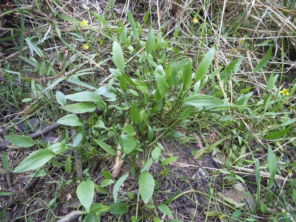 Изображение особи Ranunculus flammula.