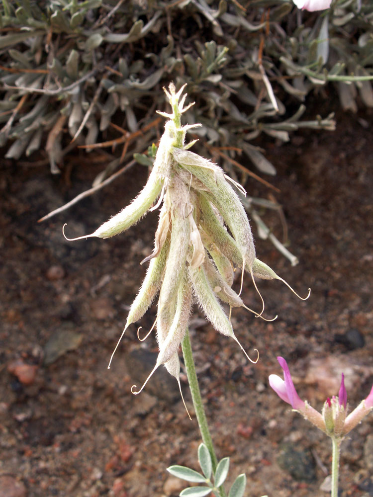 Изображение особи Astragalus petraeus.