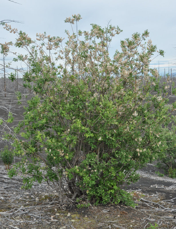 Image of genus Salix specimen.