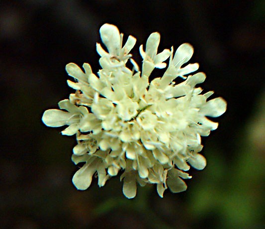 Image of Scabiosa ochroleuca specimen.