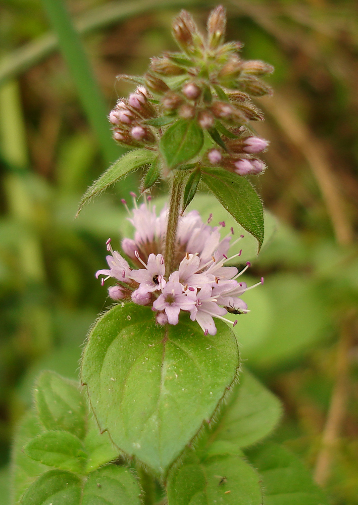 Image of Mentha × verticillata specimen.