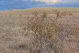 Rosa lupulina. Плодоносящее растение. Крым, Керченский п-ов, Приазовье, Караларская степь. 21.09.2013.