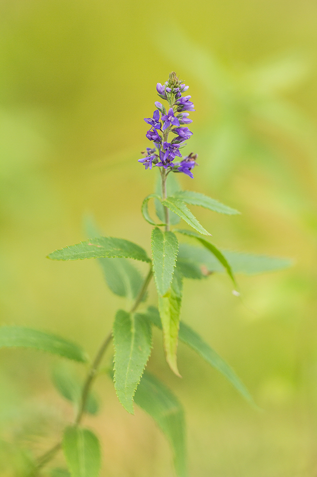 Image of Veronica longifolia specimen.