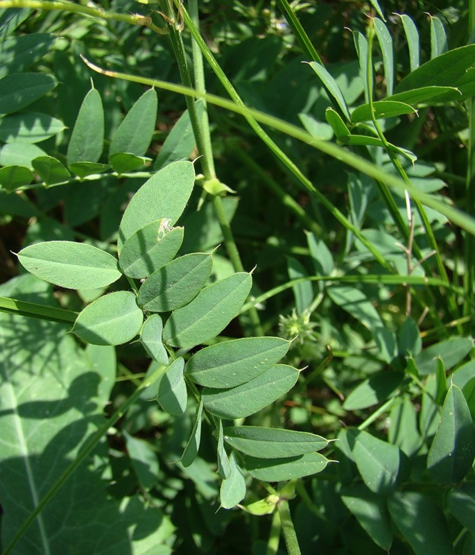 Image of Galega officinalis specimen.