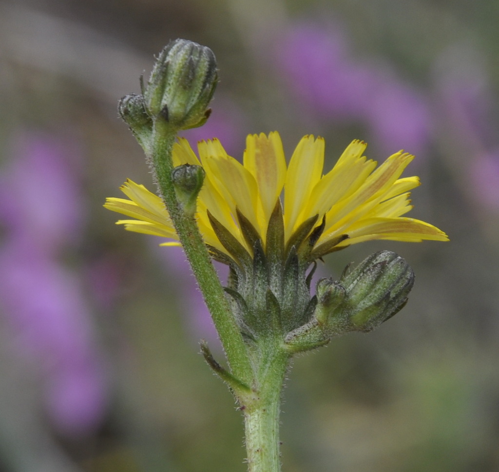 Image of genus Picris specimen.