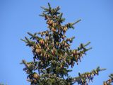Picea koraiensis