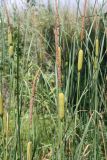 Typha laxmannii