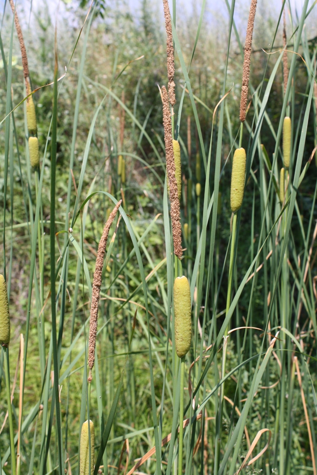 Image of Typha laxmannii specimen.