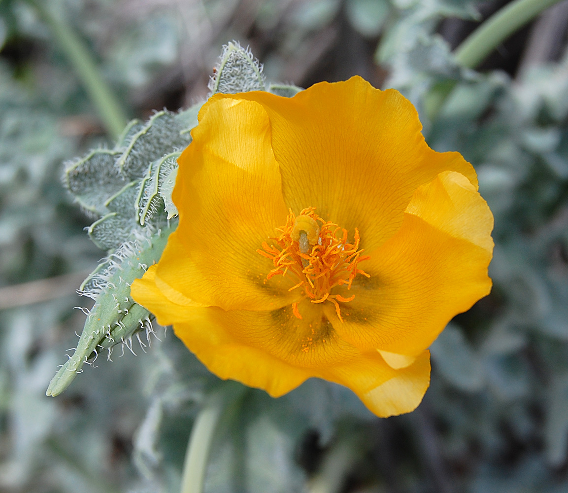 Image of Glaucium flavum specimen.