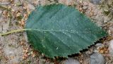 Betula utilis variety jacquemontii. Лист. Германия, г. Дюссельдорф, Ботанический сад университета. 14.08.2013.