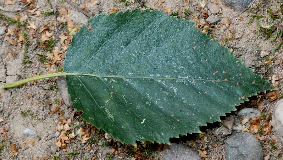 Изображение особи Betula utilis var. jacquemontii.