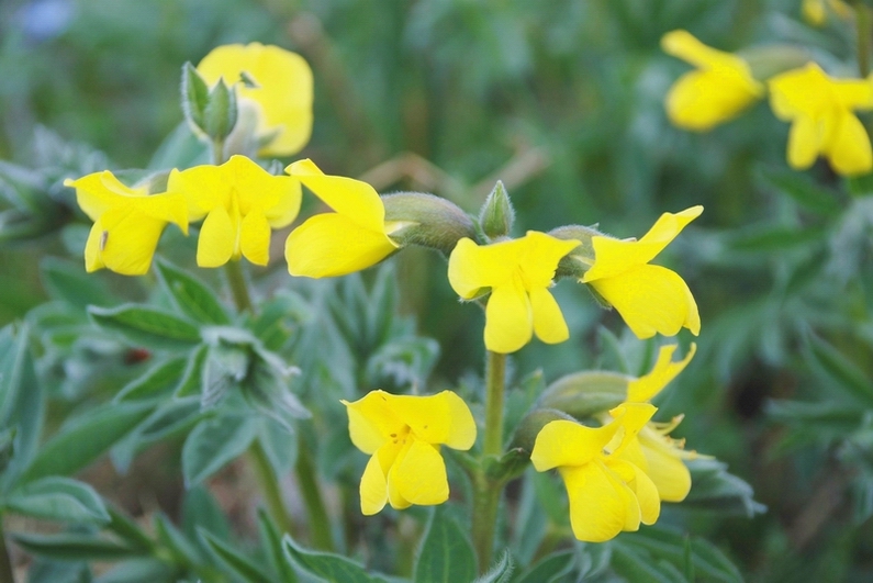 Image of Thermopsis alpina specimen.