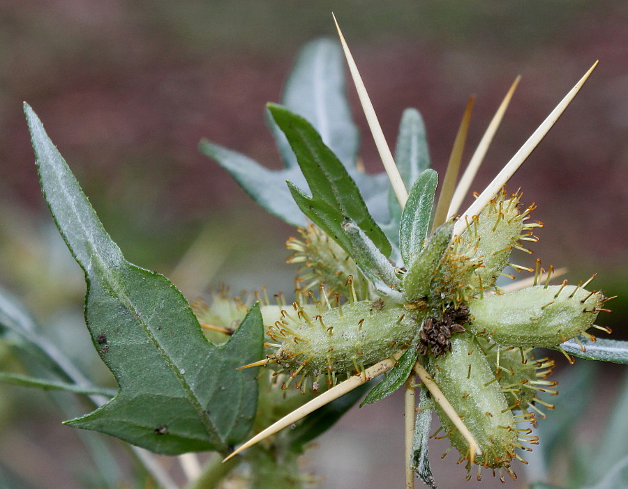 Image of Xanthium spinosum specimen.