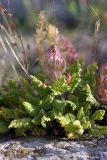 Scutellaria subcaespitosa