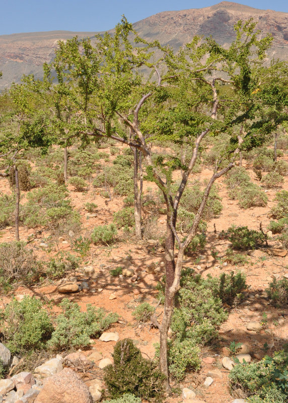 Image of Croton socotranus specimen.