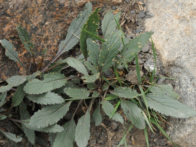 Image of Scrophularia integrifolia specimen.